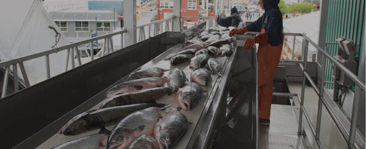 Seafood Processing Line