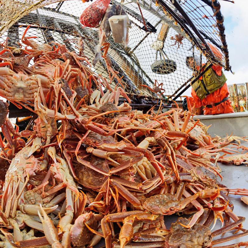 Snow Crab unload at Juneau dock