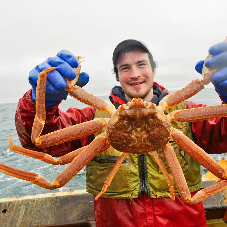 Opilio Snow Crab cluster on ice