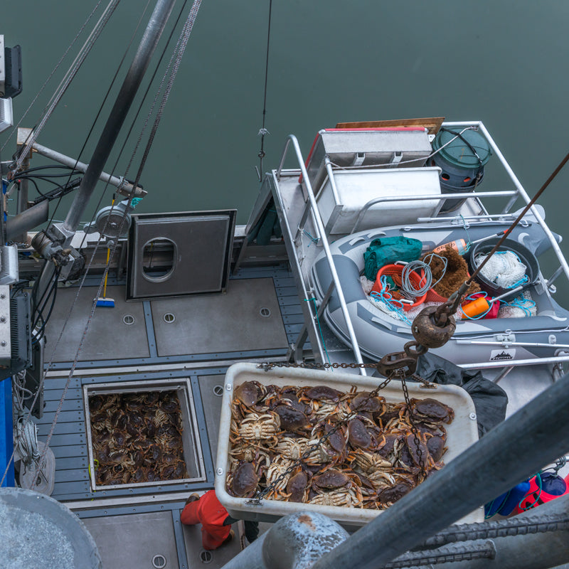 Whole Dungeness crab cluster from above